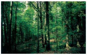 Bosco della SS Trinità